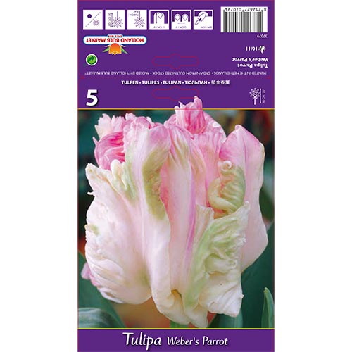 Lalele Weber's Parrot imagine 1 articol 67710