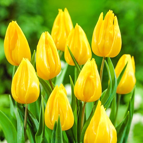 Lalele Yokohama imagine 1 articol 67737