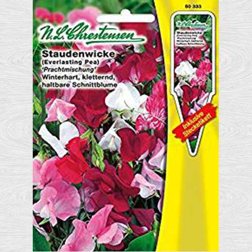 Lathyrus latifolius (Măzăriche), mix multicolor articol fotografie 1 Lathyrus latifolius (Măzăriche), mix multicolor imagine 1 articol 69324