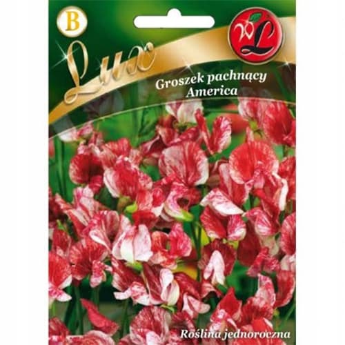 Lathyrus odoratus (Sângele voinicului) America articol fotografie 1 Lathyrus odoratus (Sângele voinicului) America imagine 1 articol 86746