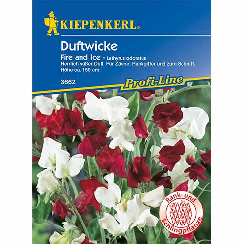 Lathyrus odoratus (Sângele voinicului) Fire and Ice articol fotografie 1 Lathyrus odoratus (Sângele voinicului) Fire and Ice imagine 1 articol 96530