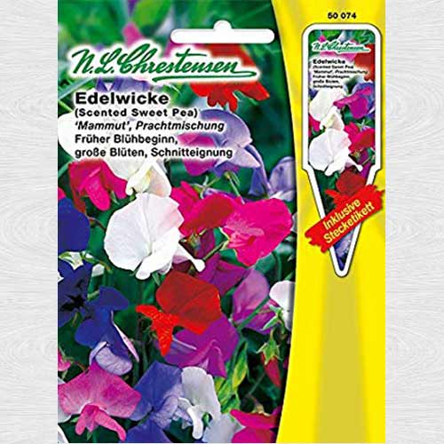 Lathyrus odoratus (Sângele voinicului) Mammut, mix multicolor articol fotografie 1 Lathyrus odoratus (Sângele voinicului) Mammut, mix multicolor imagine 1 articol 69325