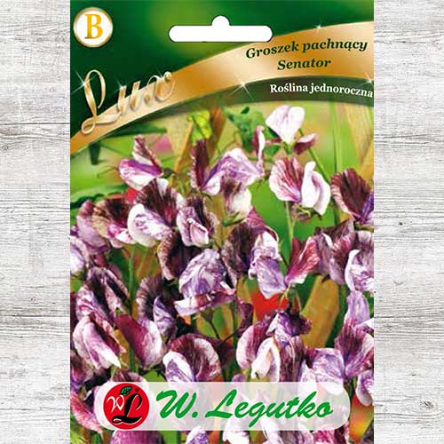 Lathyrus odoratus (Sângele voinicului) Senator Legutko articol fotografie 1 Lathyrus odoratus (Sângele voinicului) Senator Legutko imagine 1 articol 86748