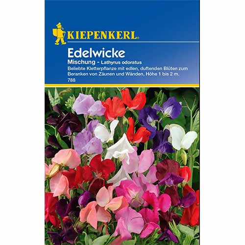 Lathyrus odoratus (Sângele voinicului) Unicorn, mix multicolor articol fotografie 1 Lathyrus odoratus (Sângele voinicului) Unicorn, mix multicolor imagine 1 articol 96532