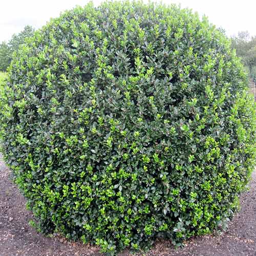 Laur Blue Prince imagine 1 articol 4063