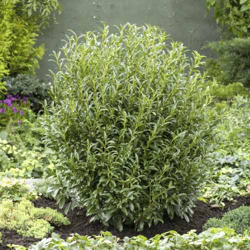 Laur Englezesc (Prunus laurocerasus) Sofia PBR, C3 articol fotografie 1 Laur Englezesc (Prunus laurocerasus) Sofia PBR, C3 imagine 1 articol 8570