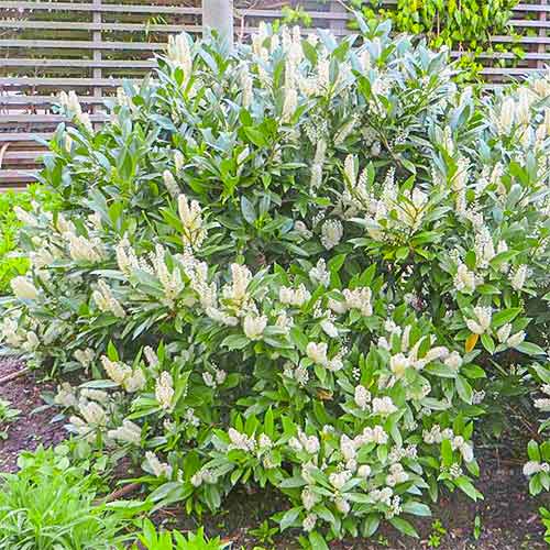 Laur englezesc Van Nes imagine 1 articol 3971