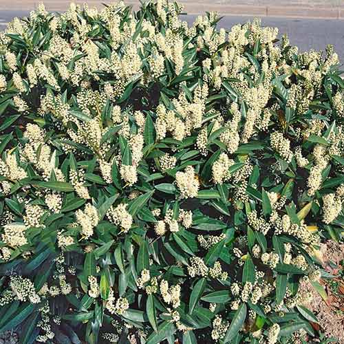 Laur englezesc Zabeliana imagine 1 articol 3972