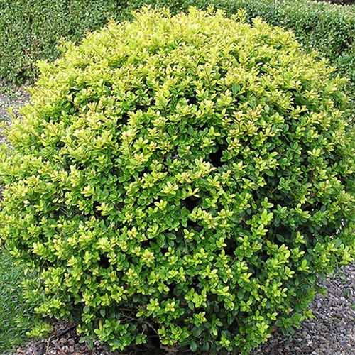 Laur Glorie Dwarf imagine 1 articol 4060