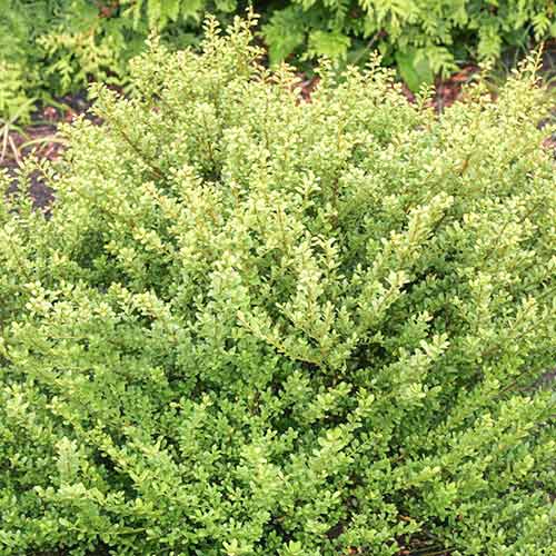 Laur Glorie Dwarf imagine 1 articol 3919