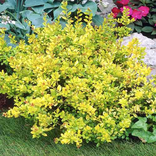 Laur Goldem Gem imagine 1 articol 3953