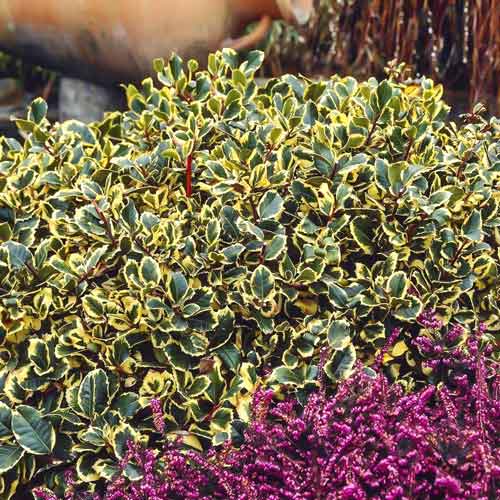 Laur Golden King imagine 1 articol 9540