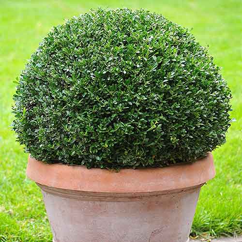 Laur Green Hedge articol fotografie 1 Laur Green Hedge imagine 1 articol 3954