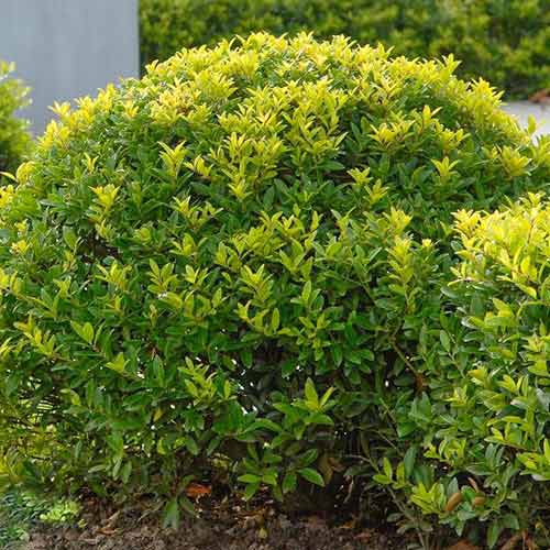 Laur Green Lustre imagine 1 articol 4062