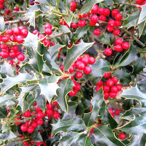 Laur (Ilex) Alaska articol fotografie 1 Laur (Ilex) Alaska imagine 1 articol 77806