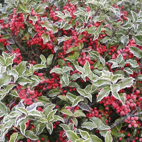 Laur (Ilex) Blue Princess, C2 articol fotografie 1 Laur (Ilex) Blue Princess, C2 imagine 1 articol 8551