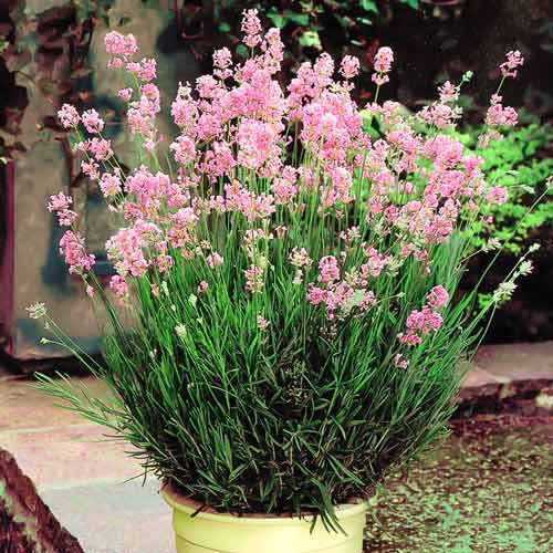 Lavandă Rosea imagine 1 articol 9586