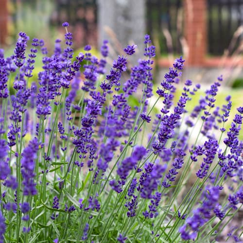 Lavandă Hidcote, P9 articol fotografie 1 Lavandă Hidcote, P9 imagine 1 articol 1594