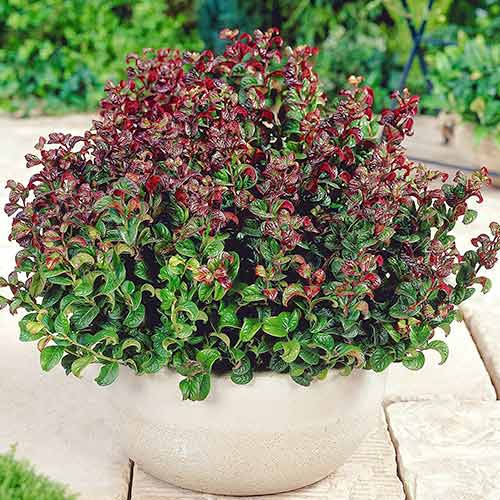 Leucothoe Curly Red imagine 1 articol 4461