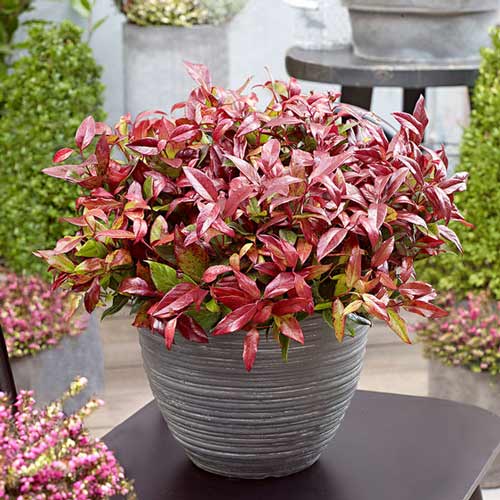 Leucothoe Red Lips articol fotografie 1 Leucothoe Red Lips imagine 1 articol 4462