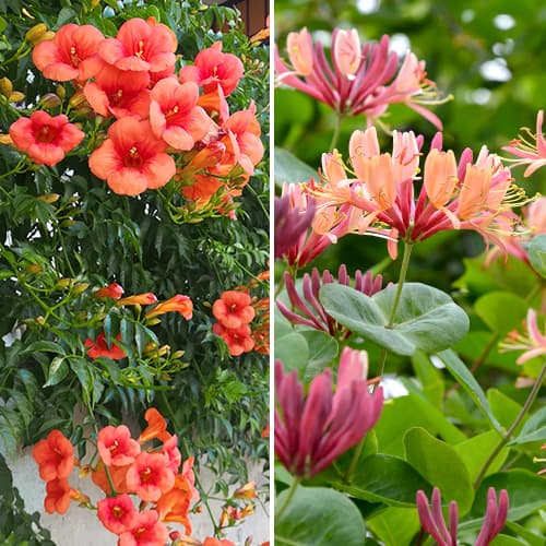 Ofertă specială! Liane ornamentale, set de 2 soiuri imagine 1 articol 4817