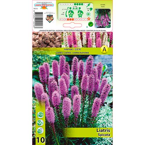 Steaua strălucitoare (Liatris Spicata) imagine 1 articol 76300