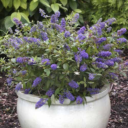 Liliac de vară Blue Chip Jr PBR, C3 imagine 1 articol 8511