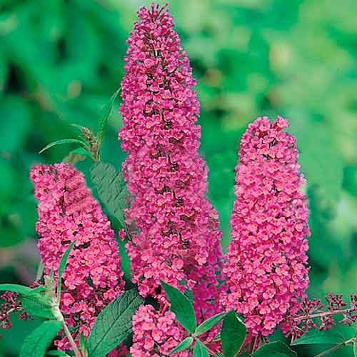 Liliac de vară Ile de France articol fotografie 1 Liliac de vară Ile de France imagine 1 articol 9007