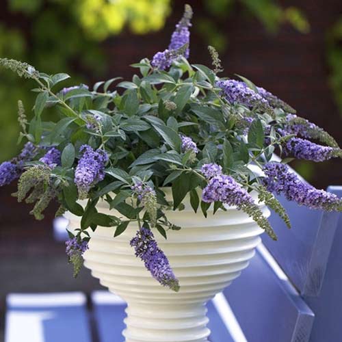 Liliac de vară Lilac Chip PBR, C3 imagine 1 articol 8513