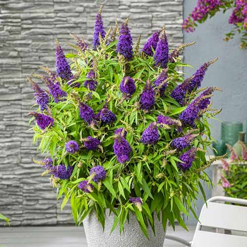 Liliac de vară Little Purple imagine 1 articol 77803