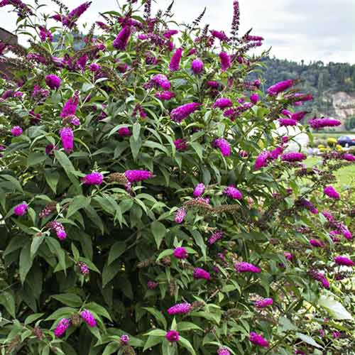 Liliac de vară Miss Ruby PBR, C3 imagine 1 articol 8514