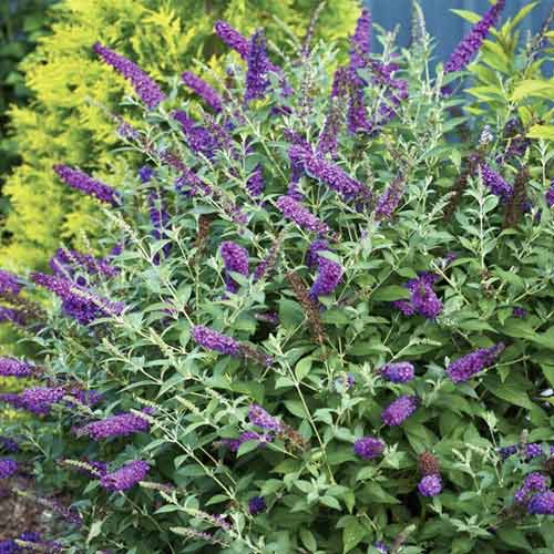 Liliac de vară Miss Violet PBR, C3 imagine 1 articol 8515