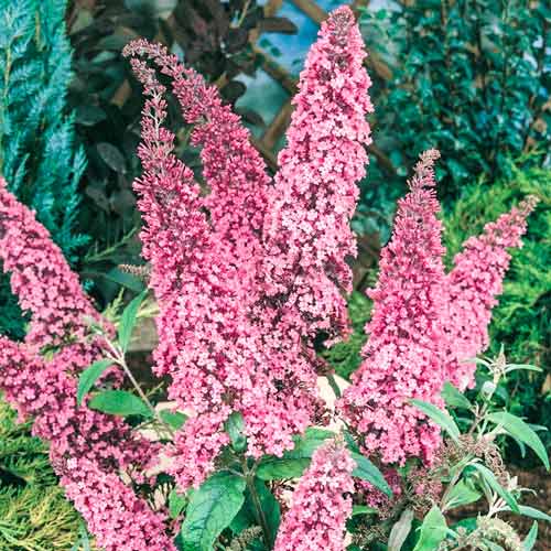 Buddleja Dawida Pink Delight, С2 articol fotografie 1 Buddleja Dawida Pink Delight, С2 imagine 1 articol 8207