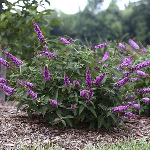 Liliac de vară Pink Micro Chip PBR, C3 imagine 1 articol 8516