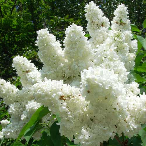 Liliac Madame Lemoine imagine 1 articol 6582