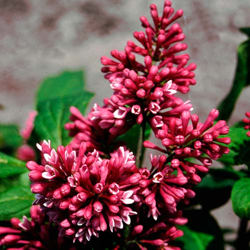 Liliac Red Pixie imagine 3 articol 6583