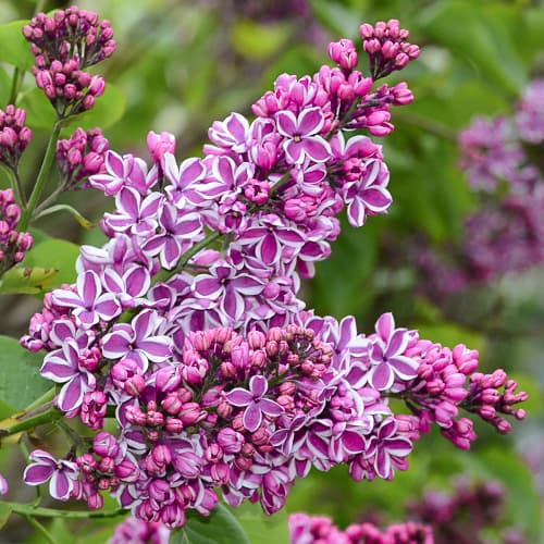 Liliac Sensation imagine 1 articol 9095