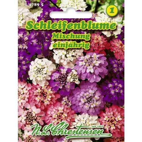 Lilicele Candy Tuft, mix multicolor imagine 1 articol 96428