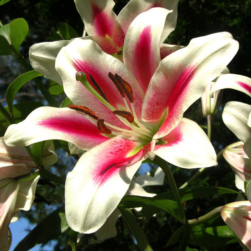 Crin Sonora imagine 1 articol 4362