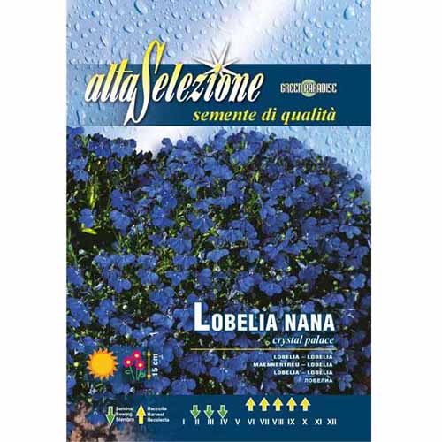 Lobelia pitică Palatul de cleștar articol fotografie 1 Lobelia pitică Palatul de cleștar imagine 1 articol 96349