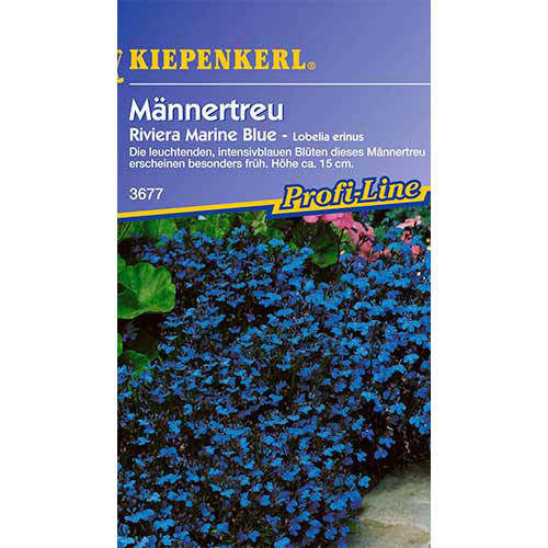 Lobelia pitică Riviera Marine Blue Kiepenkerl imagine 1 articol 86295