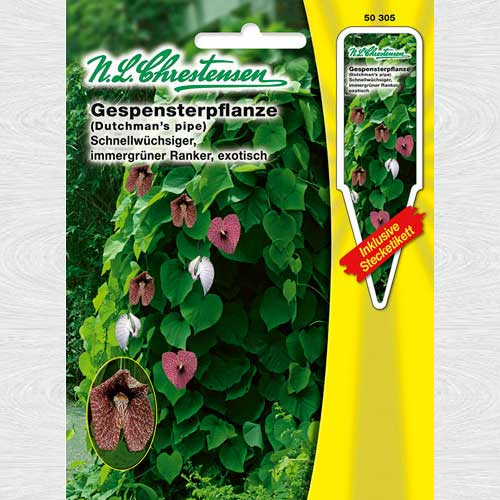 Luleaua olandezului articol fotografie 1 Luleaua olandezului imagine 1 articol 69241