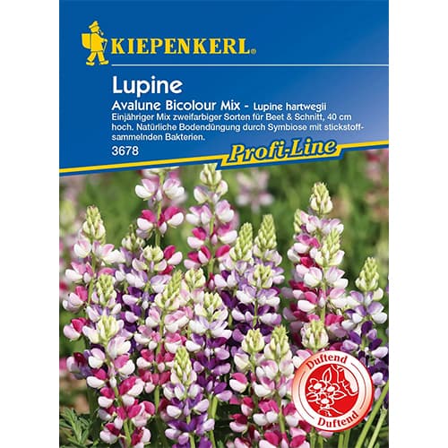 Lupin Avalune Bicolor articol fotografie 1 Lupin Avalune Bicolor imagine 1 articol 86290