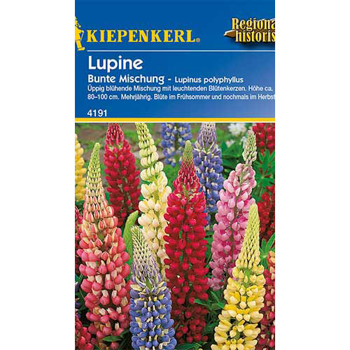 Lupin Colorfull, mix multicolor Kiepenkerl imagine 1 articol 86291