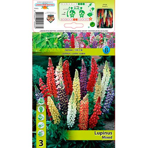 Lupin mix multicolor articol fotografie 1 Lupin mix multicolor imagine 1 articol 76325