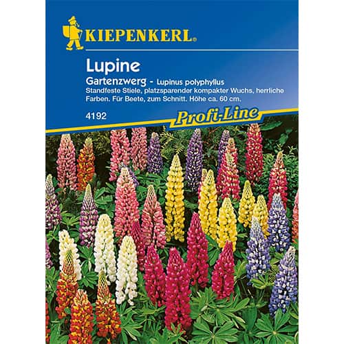 Lupin pitic de grădină articol fotografie 1 Lupin pitic de grădină imagine 1 articol 77449