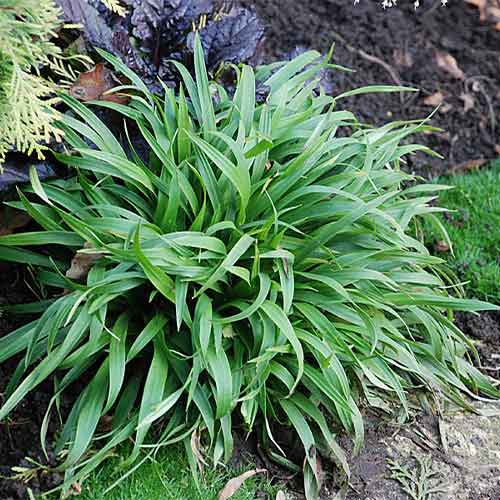 Luzula sylvatica imagine 1 articol 01387