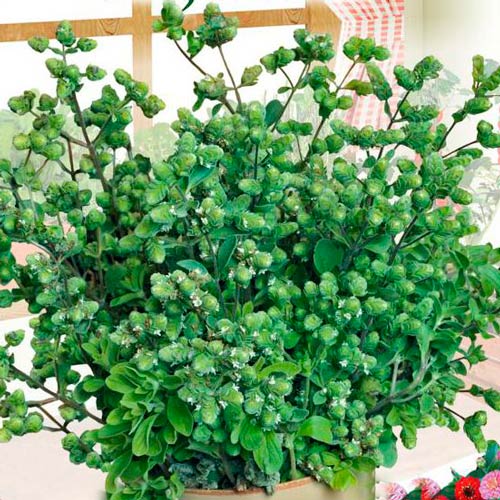 Maghiran imagine 1 articol 65429