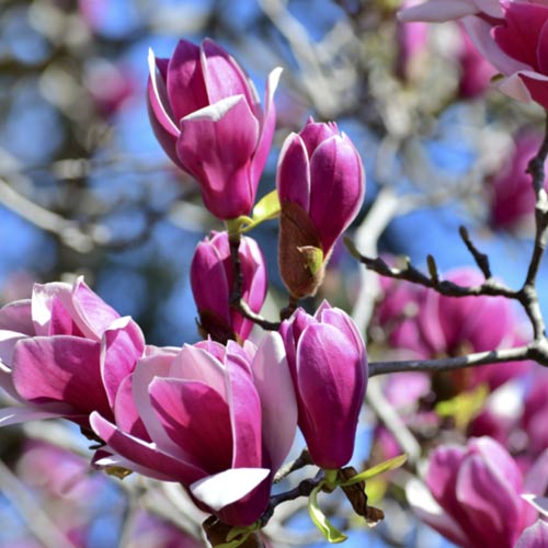 Magnolia Cameo PBR, C5 articol fotografie 1 Magnolia Cameo PBR, C5 imagine 1 articol 8556