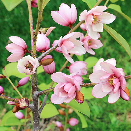 Magnolia Fairy Magnolia Blush articol fotografie 1 Magnolia Fairy Magnolia Blush imagine 1 articol 4010